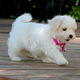 today tea cup maltese puppies for Free adoption