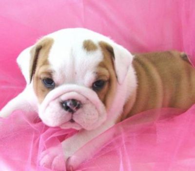 English bulldog puppies