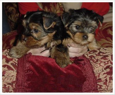Adorable Teacup Yorkie puppies for Free home adoption