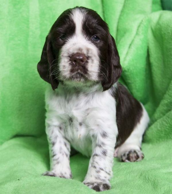 English Springer Spaniel puppies with pedigree