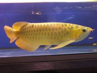 Affordable Tropical Arowana Fish Of Various Species