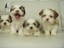 SHIH TZU PUPPIES for sale..