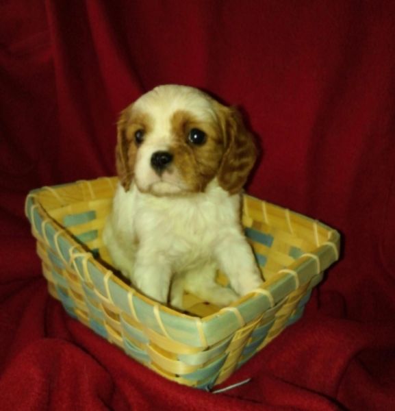 Gorgeous CavaChon Hybrid Puppy