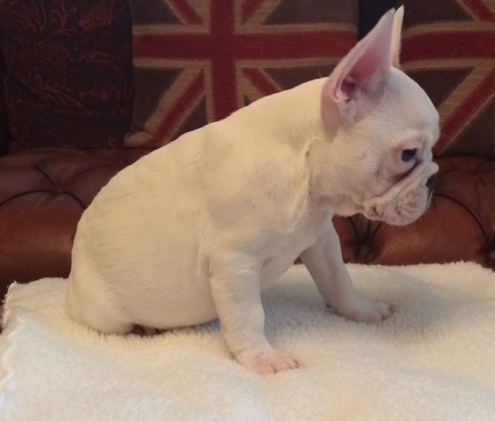 Adorable French Bulldogs for Adoption