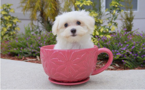 Lovely teacup maltese puppy for free adoption