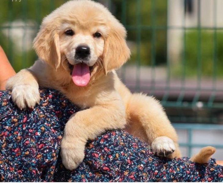 Available Golden Retriever Pups For adoption