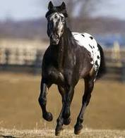 Appaloosa Horses For Sale