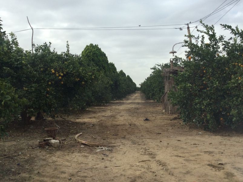 Farms of Orange Cairo Alex Desert Road For Sale | Egypt