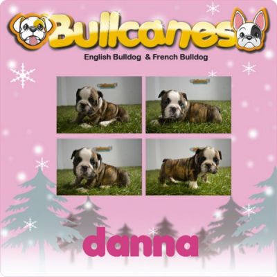 The best bulldog puppies for christmas!!!! for sale BULLCANES