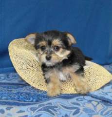 successful good looking yorkie puppies for homes for adoption.