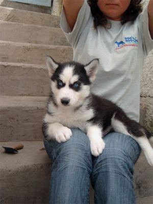 AKC Blue Eyes Siberian Husky Puppies