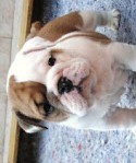 English bulldog puppies