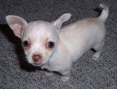 Top ranking chihuahua puppies for an honest home.