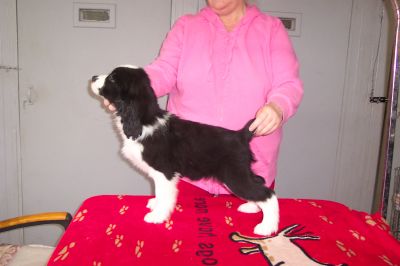 English Springer Spaniels