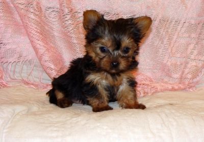 Teacup Yorkie Puppies Available For X-Mass