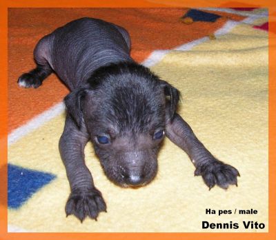 peruvian hairless dog small