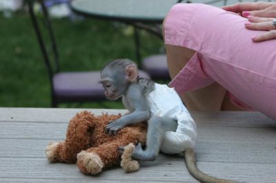Male and Female Babies Capuchin Monkeys for free adoption