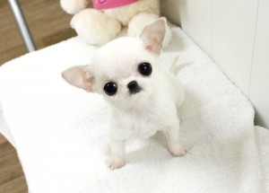 Gorgeous Chihuahua Puppy Available