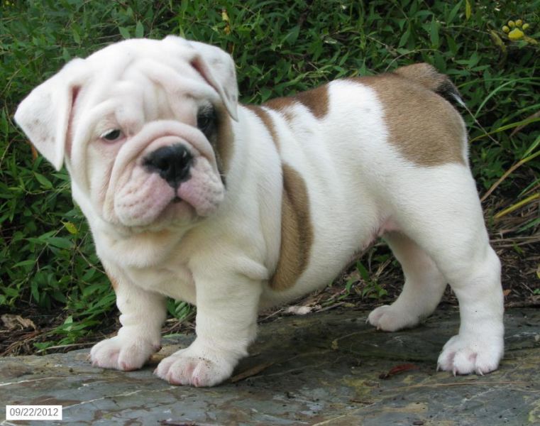 Outstanding AKC Registered English Bulldog Puppies  Available