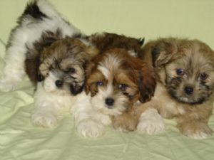 LHASA APSO FOR SALE