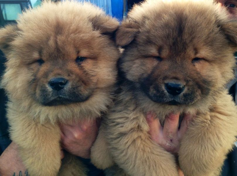 Charming chow chow puppies