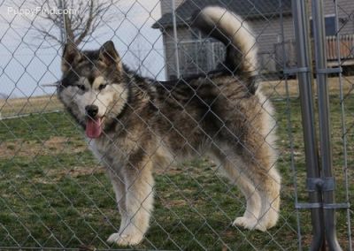 german shephered for sale