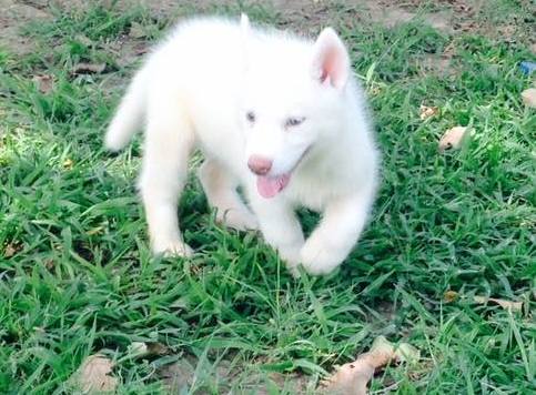 Registered Siberian Husky Puppies 