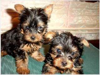 Home Trained Teacup Yorkie Puppies Available for sale and adoption