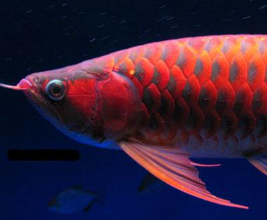 24k arowana fish for sale