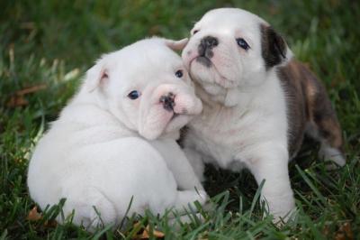 AFFECTIONATE DE-WORMED ENGLISH BULLDOG PUPPIES FOR ADOPTION