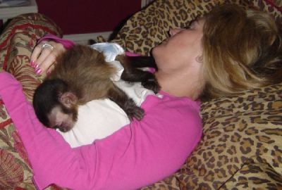 Female Baby Capuchin Monkey.