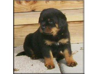 well trained  rottweiler puppies for sale