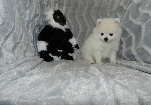 Outstanding White Pomeranian Puppies 