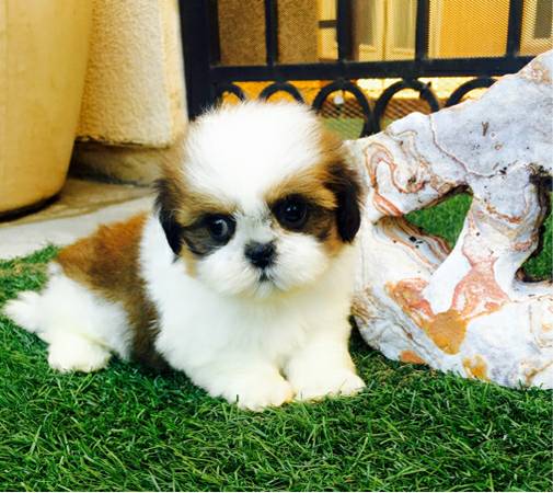 Teacup shih tzu pups ready to go now