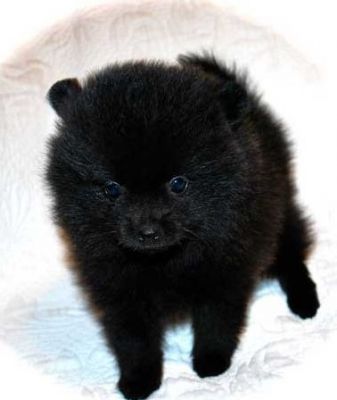 Black Tcup size male Pomeranian puppy-3.5 Ibs at full grown
