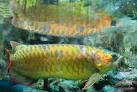 Asian Red, RTG, Super Red, Chili Red, Golden X back Arowanas For Sale 