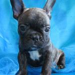 akc blue french bull dog puppy for sale 