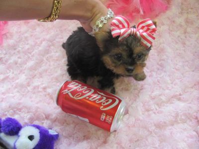 Free To God Home - Yorkie Puppies