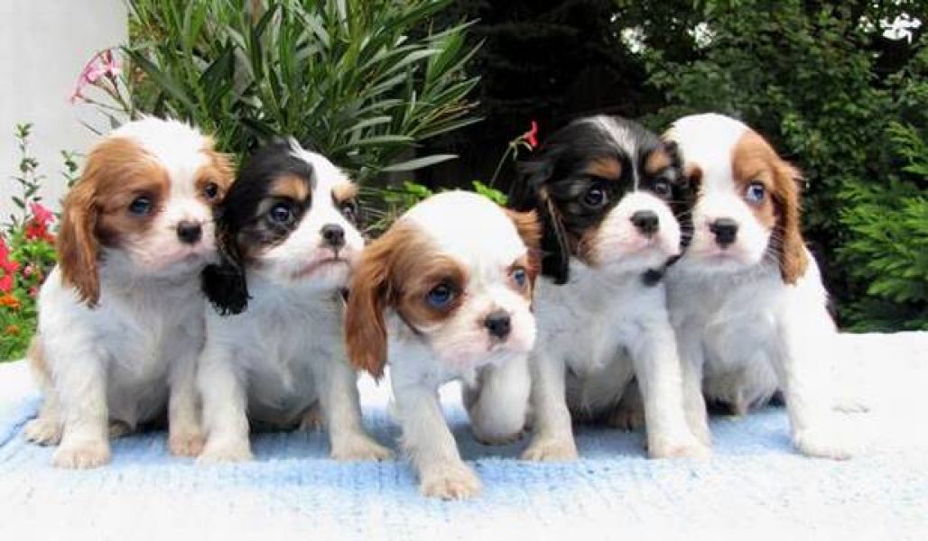 Cavalier King Charles Spaniel puppies with pedigree from SK kennel
