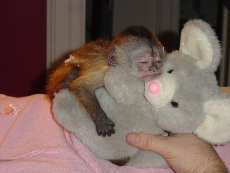 Capuchin monkey available 
