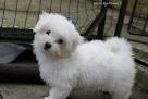 Male Maltese puppy for sale