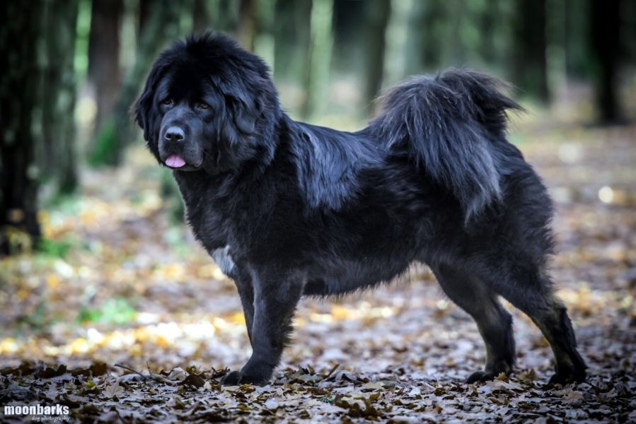 Tibetan Mastiff with FCI pedigree