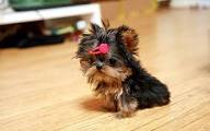 Adorable tea cup yorkie puppies