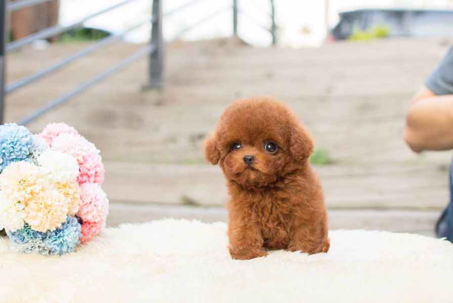 Sweet Toy Poodle puppies for adoption