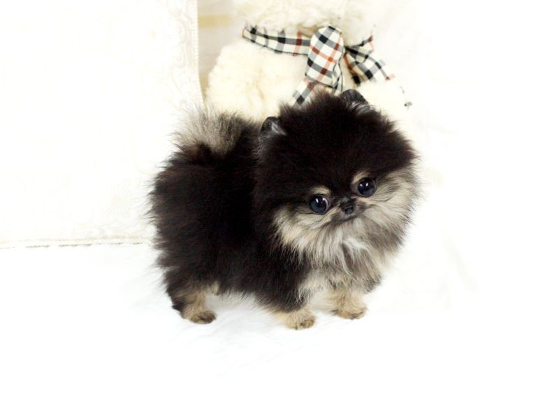 // Very Small Size Pure Bred Pomeranian puppies/