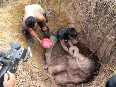 baby elephants for sale