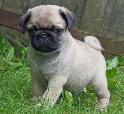 adorable pug puppies for a new home now