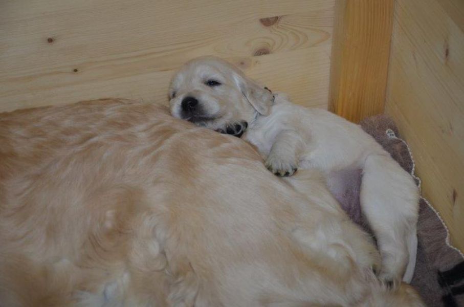 Golden Retriever puppies with pedigree
