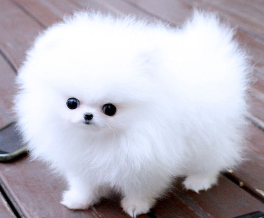 Elegant Teacup Pomeranian Pups Available