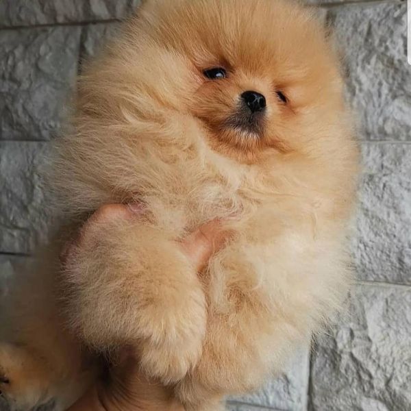 Pomeranian puppies 